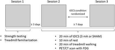 On the Effects of Transcranial Direct Current Stimulation on Cerebral Glucose Uptake During Walking: A Report of Three Patients With Multiple Sclerosis